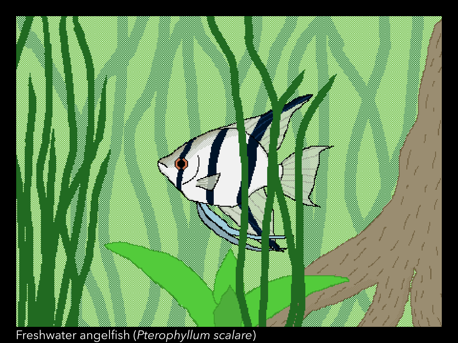 Pixel art of a freshwater angelfish.